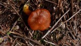 Hygrocybe punicea image
