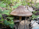 Psathyrella spadiceogrisea image
