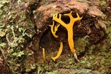 Calocera viscosa image