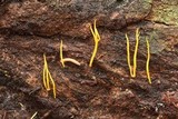 Calocera viscosa image