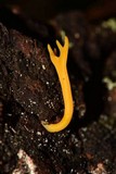 Calocera viscosa image