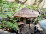 Psathyrella spadiceogrisea image