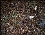 Massospora cicadina image