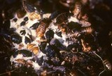 Massospora cicadina image