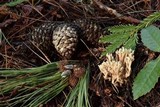 Clavulina coralloides image