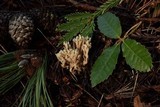 Clavulina coralloides image
