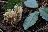 Clavulina coralloides image