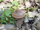 Psathyrella spadiceogrisea image