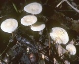 Marasmius delectans image