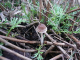 Psathyrella microrhiza image