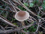 Psathyrella microrhiza image