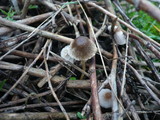 Psathyrella microrhiza image