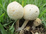 Chlorophyllum hortense image