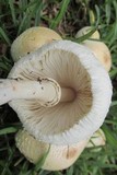 Chlorophyllum hortense image