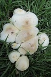 Chlorophyllum hortense image