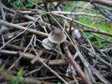 Psathyrella microrhiza image