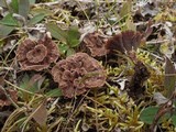 Thelephora caryophyllea image