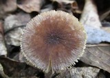 Pluteus phlebophorus image