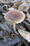 Pluteus phlebophorus image