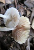Pluteus phlebophorus image