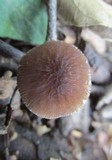 Pluteus phlebophorus image