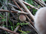 Psathyrella microrhiza image