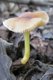 Pluteus romellii image