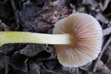 Pluteus romellii image