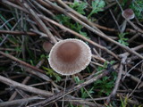 Psathyrella microrhiza image