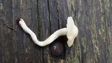 Cuphophyllus virgineus image