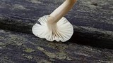 Cuphophyllus virgineus image