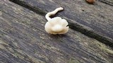 Cuphophyllus virgineus image