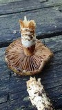 Cortinarius glutinosoarmillatus image