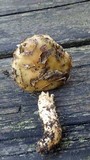 Cortinarius glutinosoarmillatus image