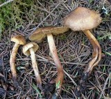 Tricholoma aurantio-olivaceum image
