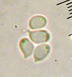 Tricholoma aurantio-olivaceum image