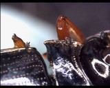 Laboulbenia gyrinicola image