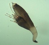 Laboulbenia gyrinicola image