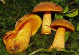 Xerocomus morrisii image