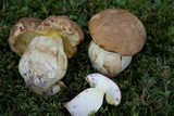Boletus huronensis image