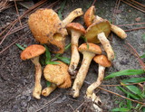 Suillus decipiens image
