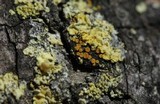 Caloplaca pyracea image