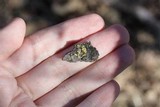 Caloplaca pyracea image