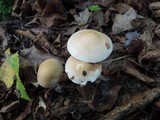 Hebeloma bulbiferum image