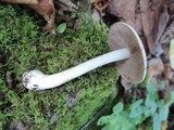 Hebeloma bulbiferum image