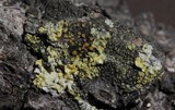 Caloplaca pyracea image