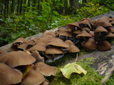 Psathyrella piluliformis image