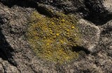 Candelariella aurella image