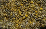 Candelariella aurella image