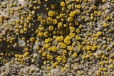Candelariella aurella image